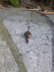 Oxychilus draparnaudi