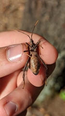 Acanthocephala terminalis