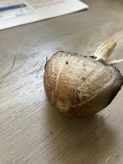 Coprinopsis atramentaria