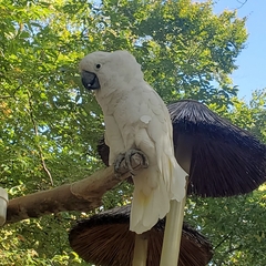 Cacatua alba
