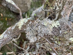 Pseudevernia consocians