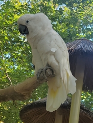 Cacatua alba