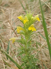 Bellardia viscosa