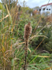 Liatris pycnostachya