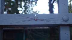 Dicranopalpus ramosus