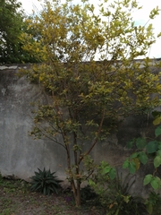 Psidium guajava