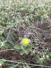Grindelia ciliata
