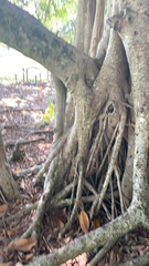 Ficus aurea