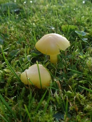 Gliophorus psittacinus