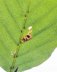 Stigmella