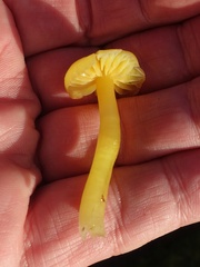 Gliophorus psittacinus