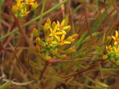 Quinchamalium chilense