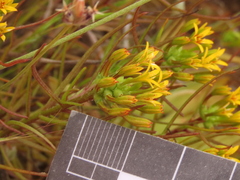 Quinchamalium chilense