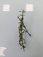 Elodea nuttallii