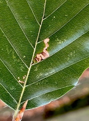 Stigmella