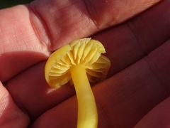 Gliophorus psittacinus