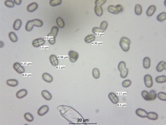 Gliophorus psittacinus