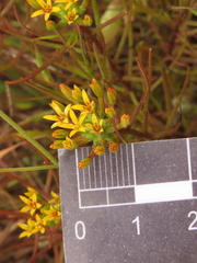 Quinchamalium chilense