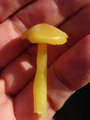 Gliophorus psittacinus