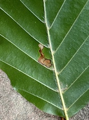 Stigmella
