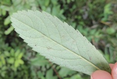 Erysiphaceae