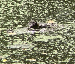 Caiman crocodilus fuscus