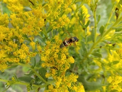 Euodynerus annulatus