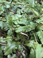 Conocephalum conicum