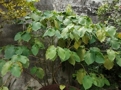 Piper auritum
