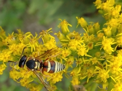 Euodynerus annulatus