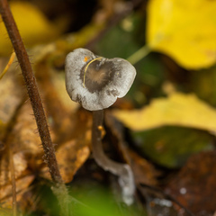 Tephrocybe rancida