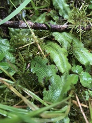 Conocephalum conicum