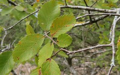 Ulmus crassifolia