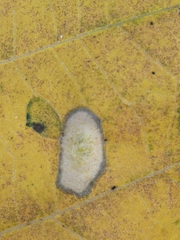 Phyllonorycter lucetiella