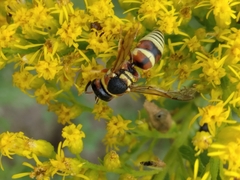 Euodynerus annulatus