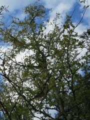 Ulmus crassifolia