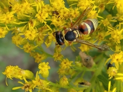 Euodynerus annulatus