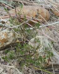 Polypremum procumbens