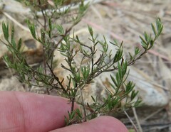 Polypremum procumbens