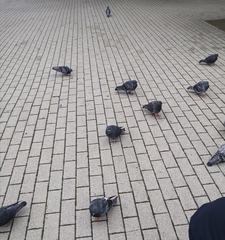 Columba livia domestica