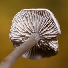 Tephrocybe rancida