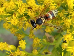 Euodynerus annulatus