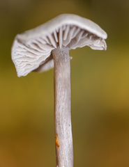 Tephrocybe rancida