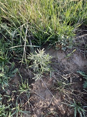 Sphaeralcea coccinea
