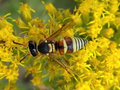 Euodynerus annulatus