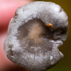 Tephrocybe rancida