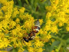 Euodynerus annulatus