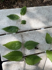 Magnoliopsida