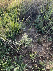 Sphaeralcea coccinea