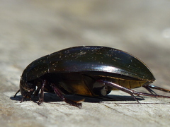 Hydrophilus ovatus